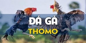 Tổng quan về đá gà Thomo 88CLB 