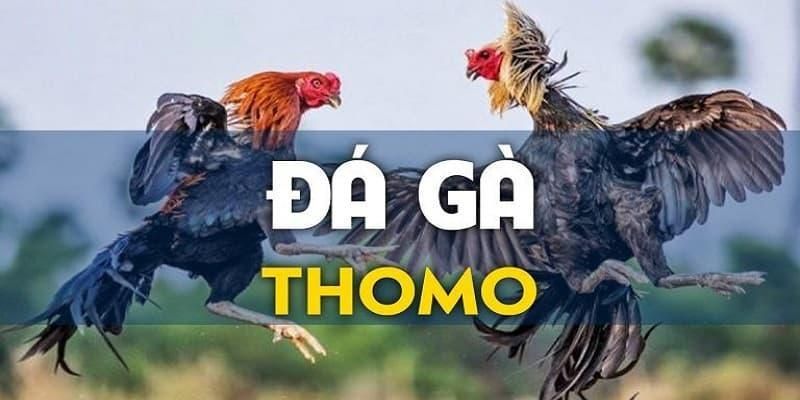 Tổng quan về đá gà Thomo 88CLB 